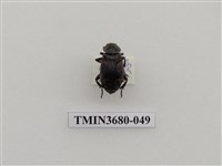 藏品(埋葬蟲)的圖片